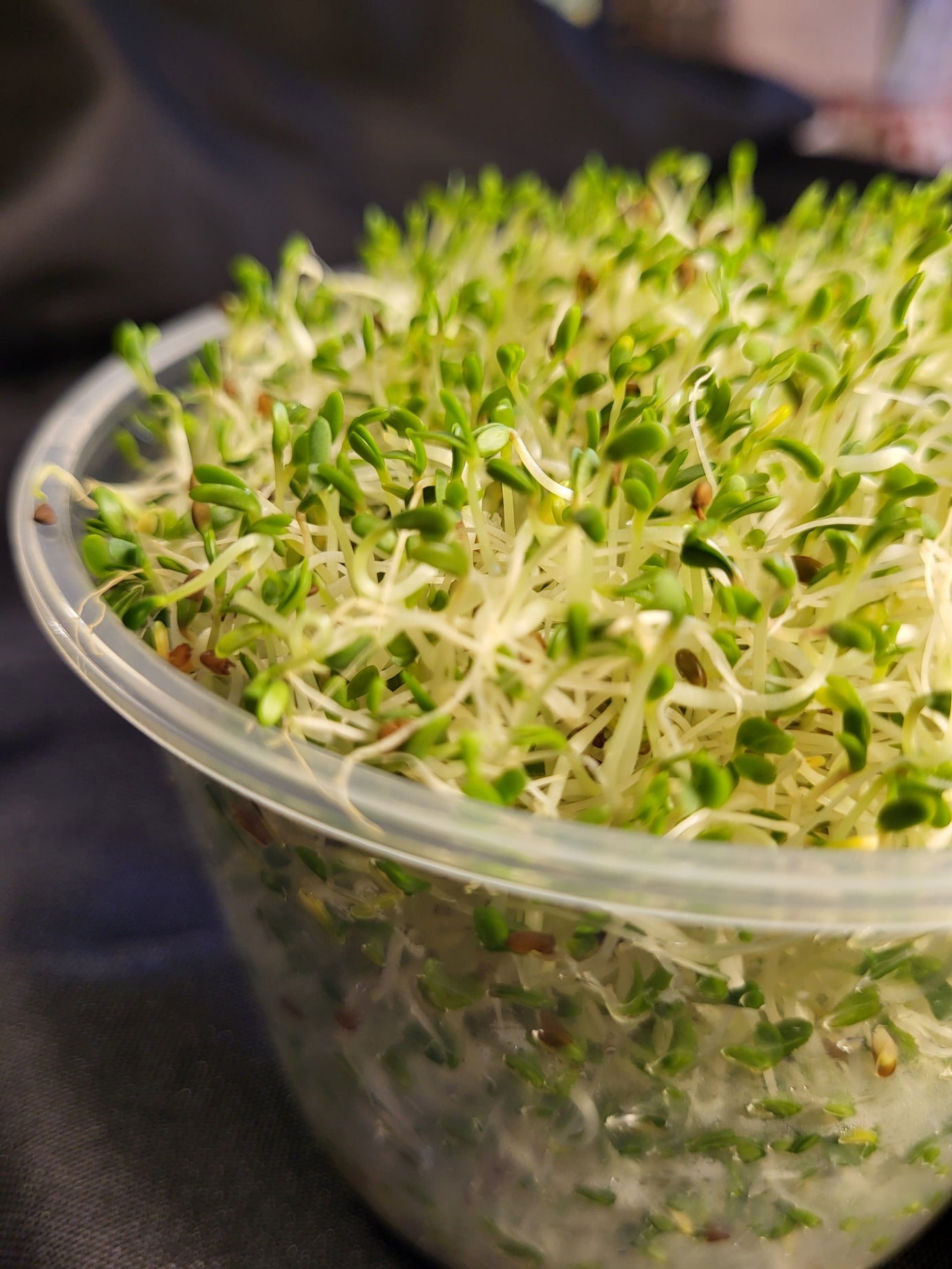 Sprouts, Alfalfa 3.0 oz