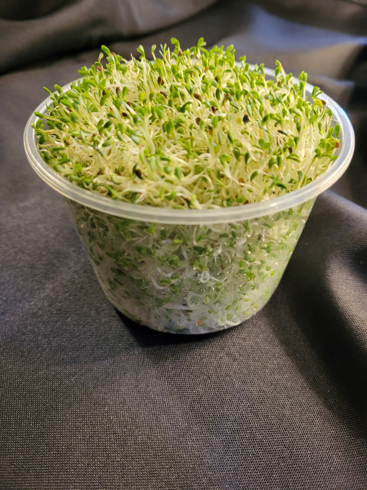 Sprouts, Alfalfa 3.0 oz