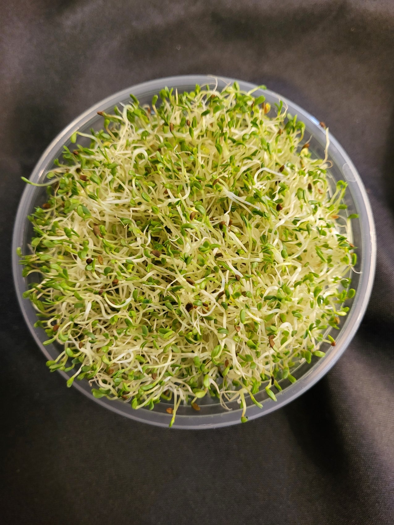 Sprouts, Alfalfa 3.0 oz