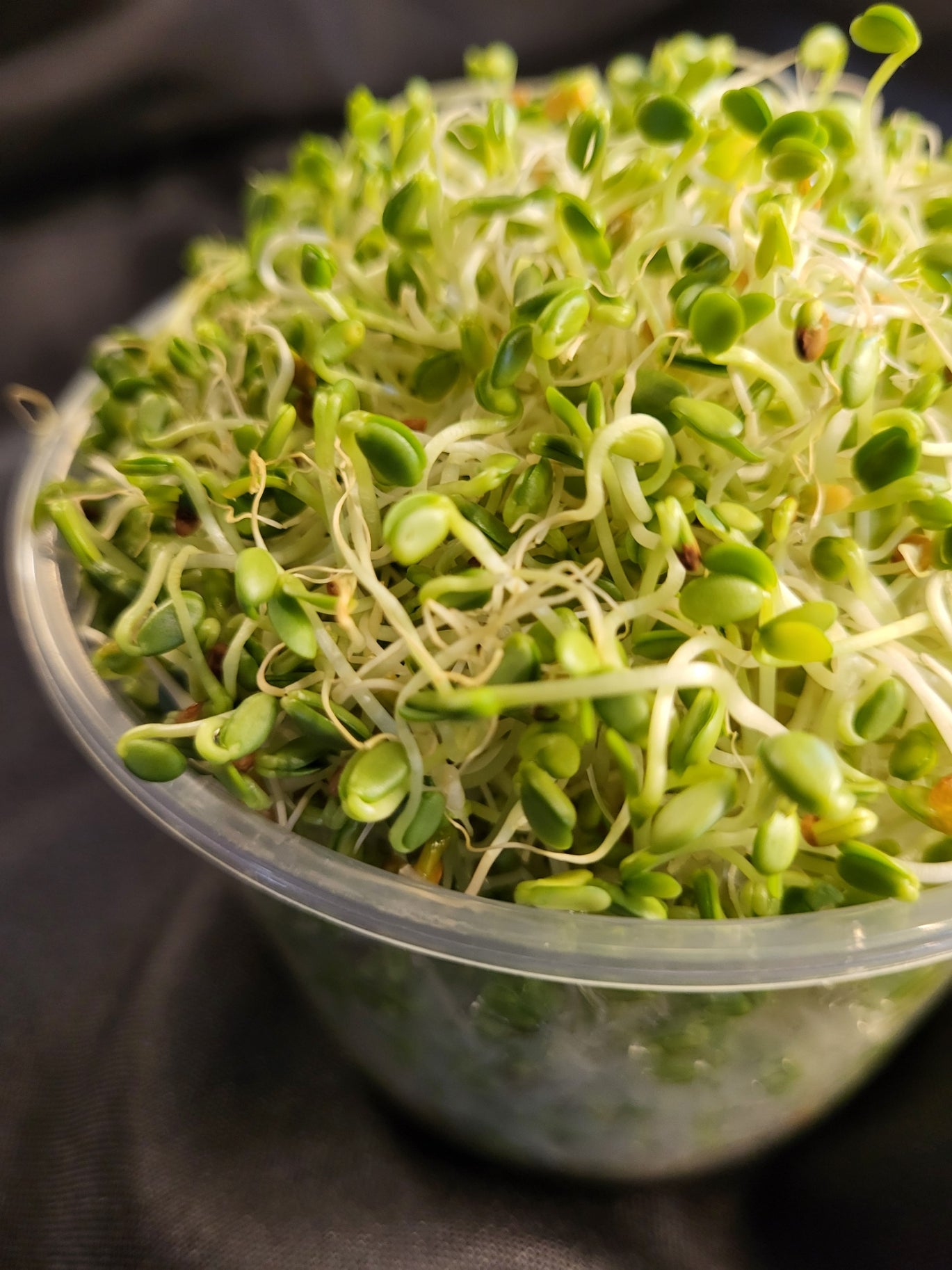 Cover Sprouts Sprouts, Clover 3.0 oz โ Wells Greens Farm