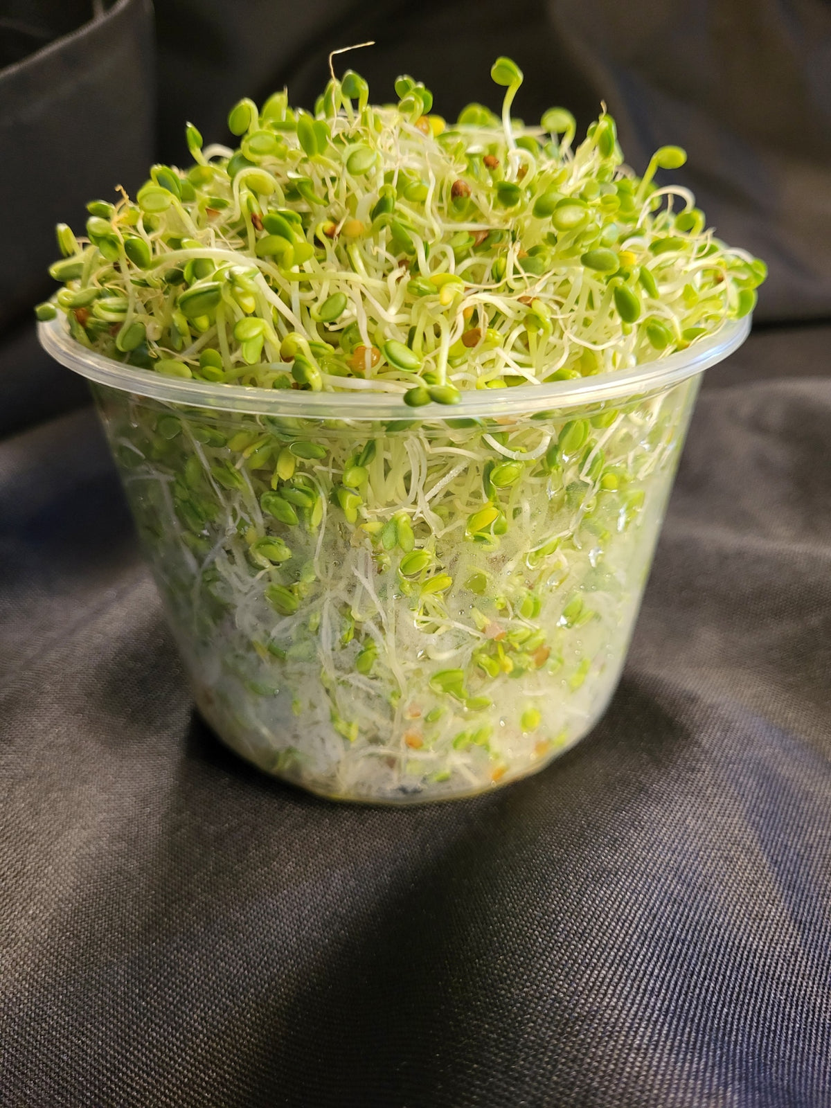 Cover Sprouts Sprouts, Clover 3.0 oz โ Wells Greens Farm