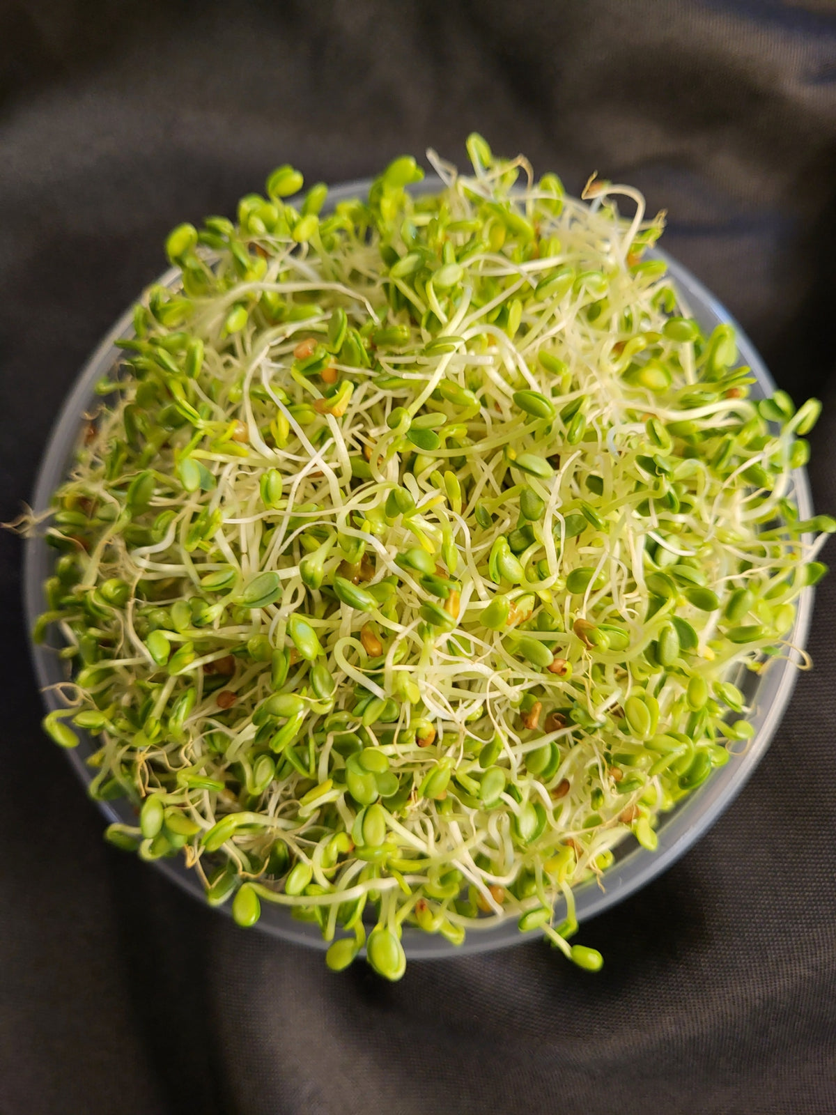 Cover Sprouts Sprouts, Clover 3.0 oz โ Wells Greens Farm