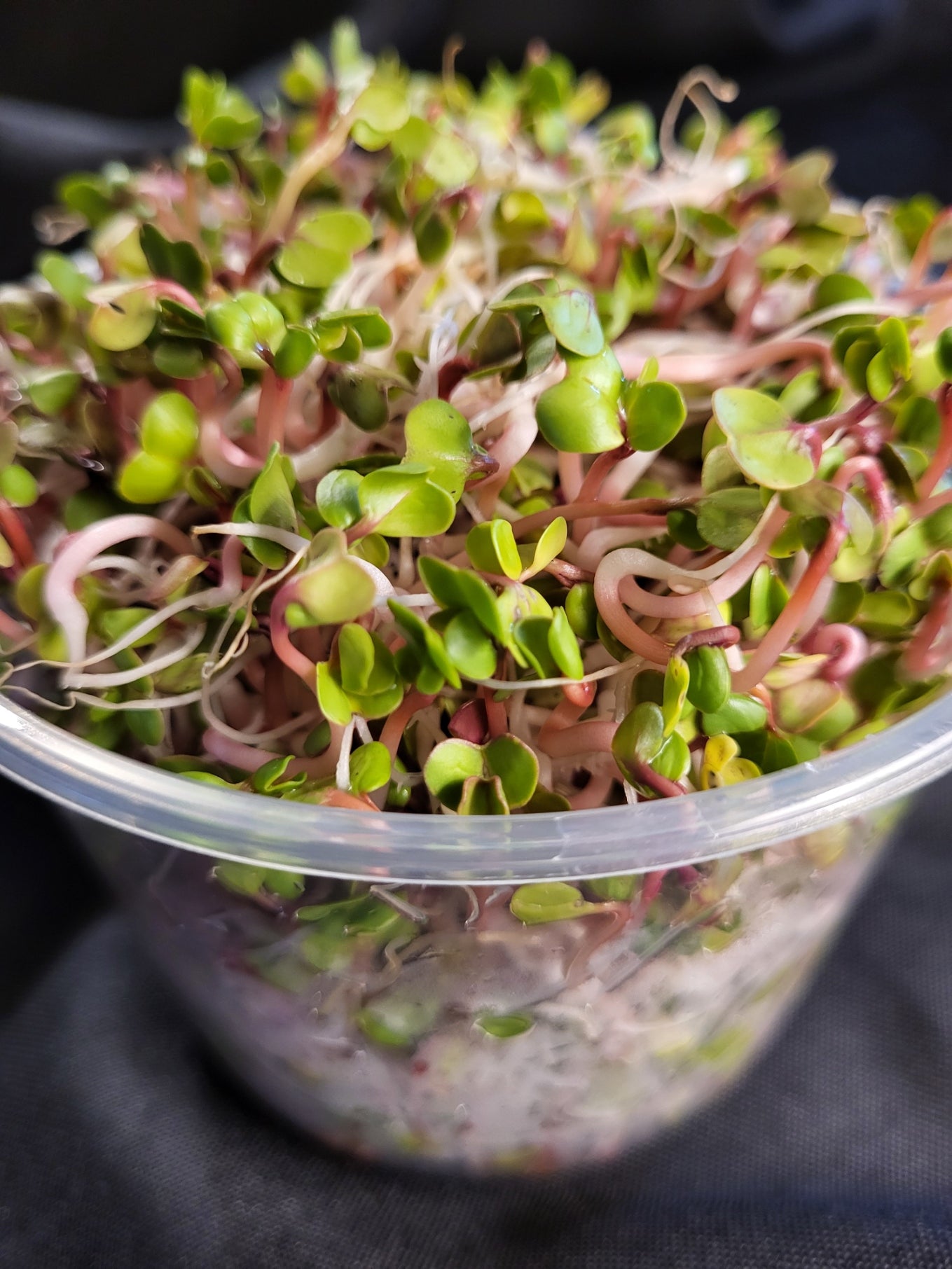 Sprouts, Radish 2.0 oz