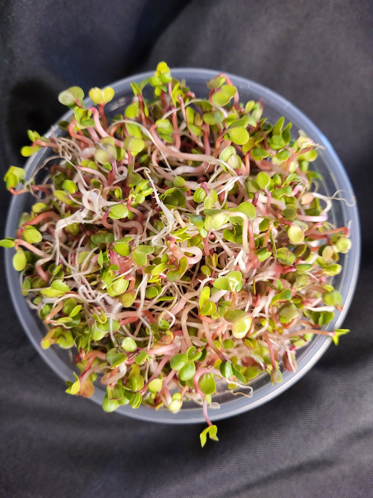 Sprouts, Radish 2.0 oz